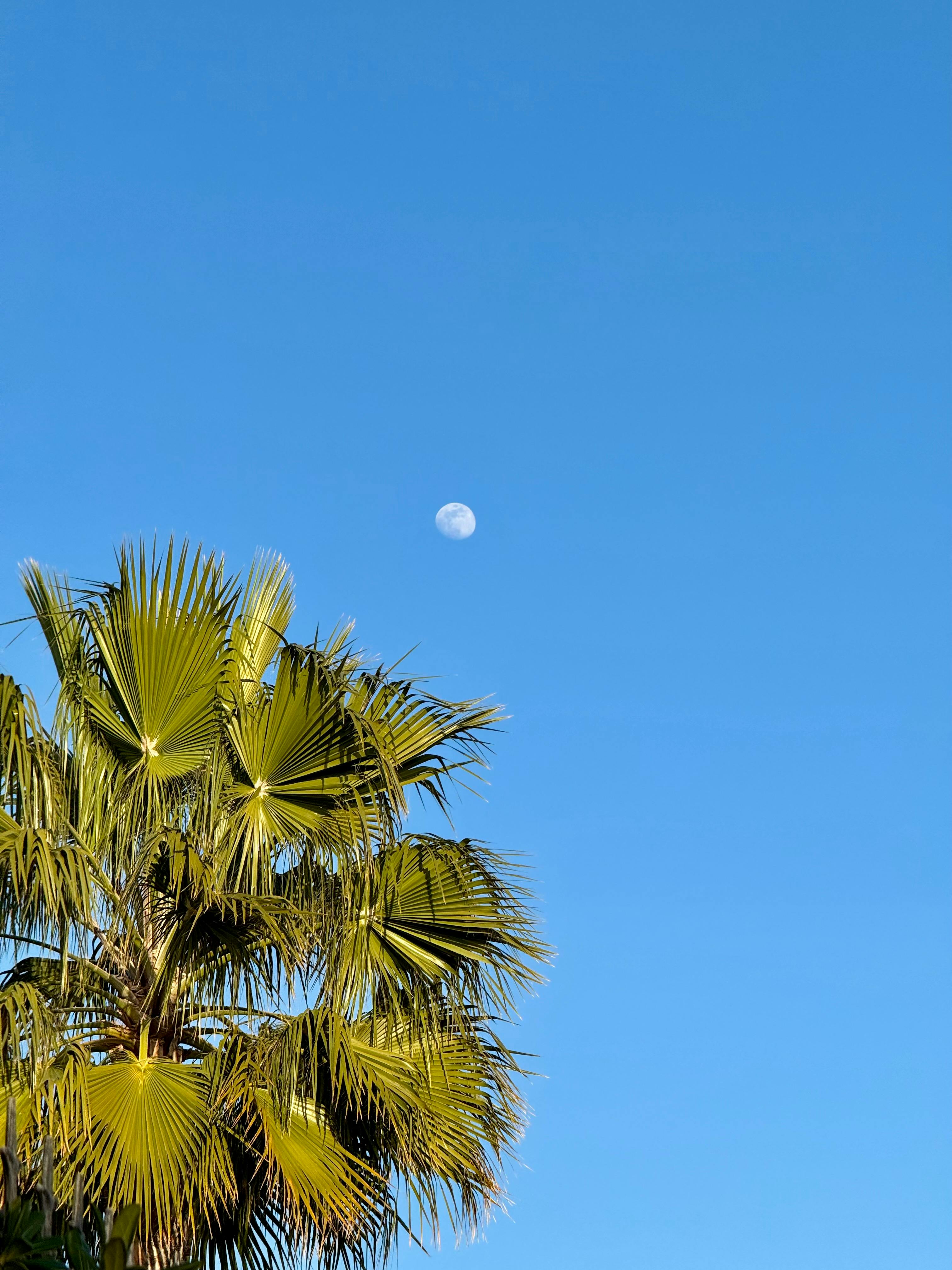 Serene view of palm trees against a clear blue sky with a visible moon in Alicante.