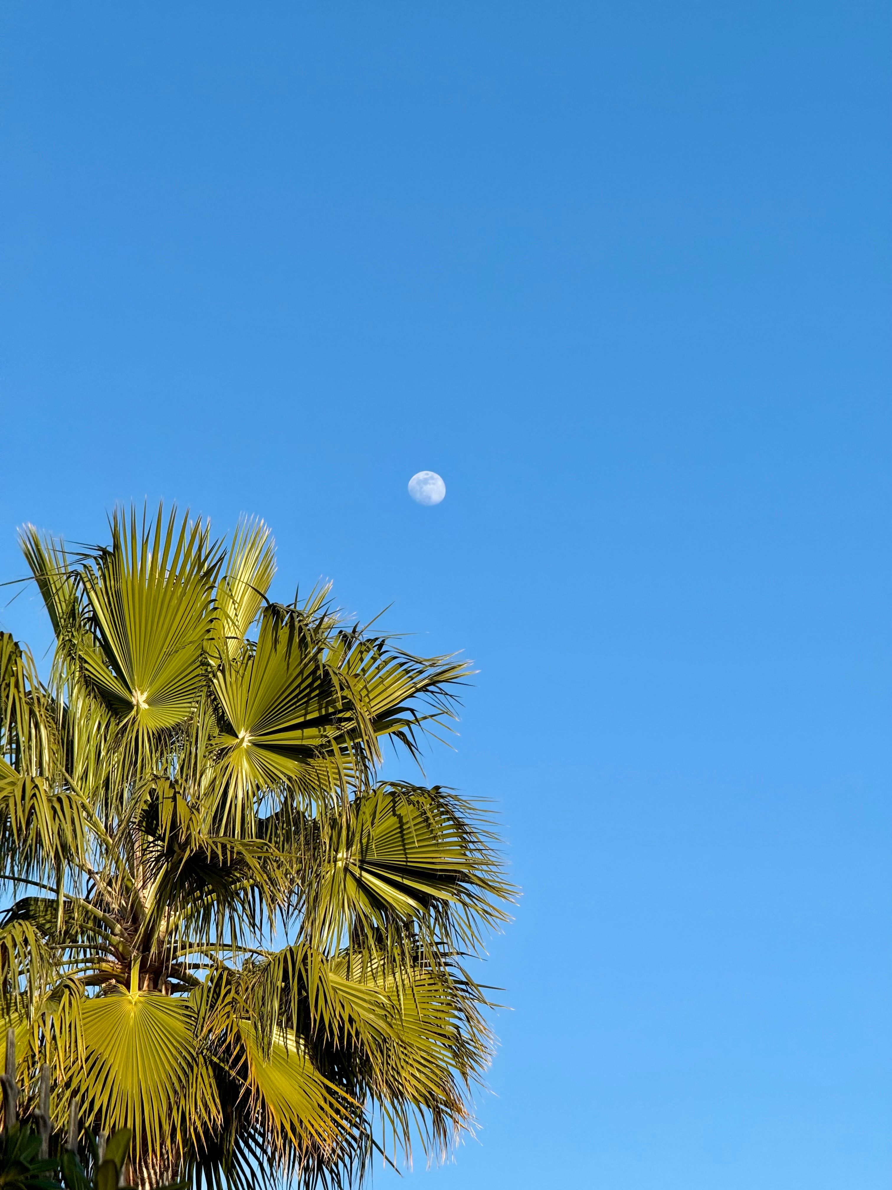 Palm Trees and Moonlit Sky in Alicante · Free Stock Photo