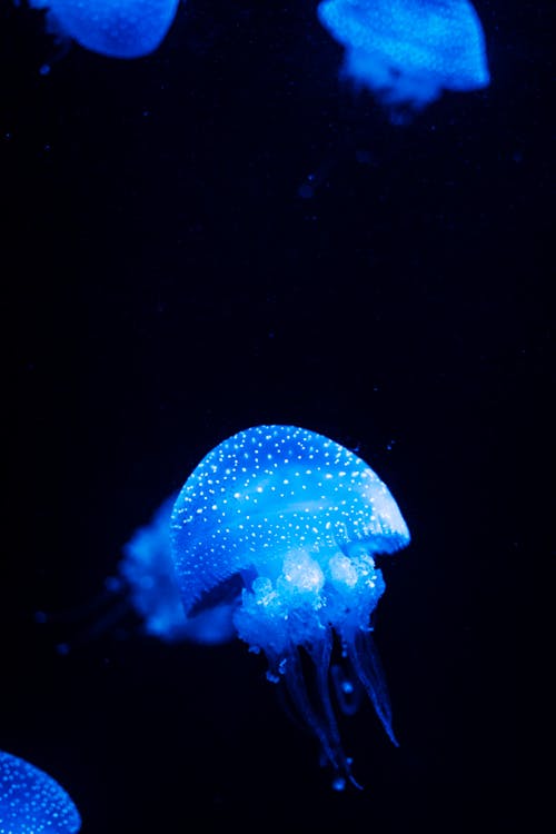 Close Up Photo of Blue Jellyfish 
