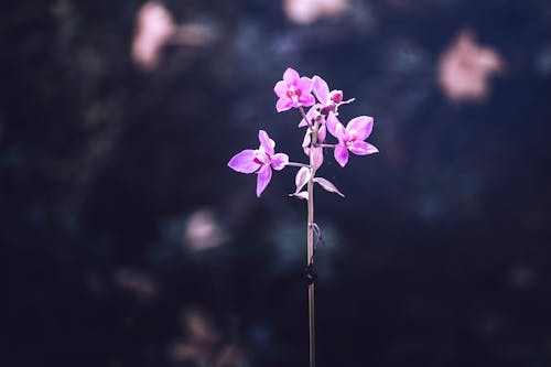 Imagine de stoc gratuită din culoarea roz, floare frumoasa, fotografie de aproape