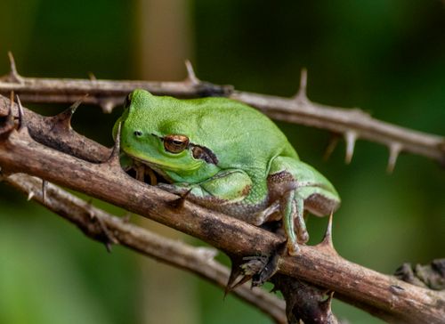 Free Close-up image of a vibrant green tree frog perched on a thorny branch in its natural habitat. Stock Photo