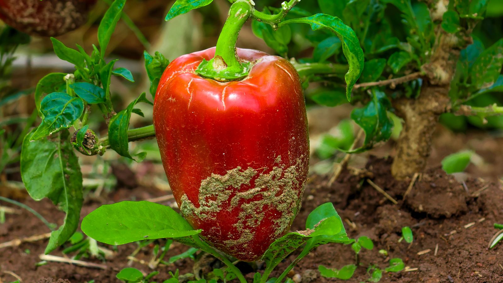 Close up of red bell pepper in harare garden, Zimbabwe