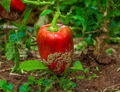 Red bell pepper growing in a garden, rich soil, Harare, Zimbabwe.