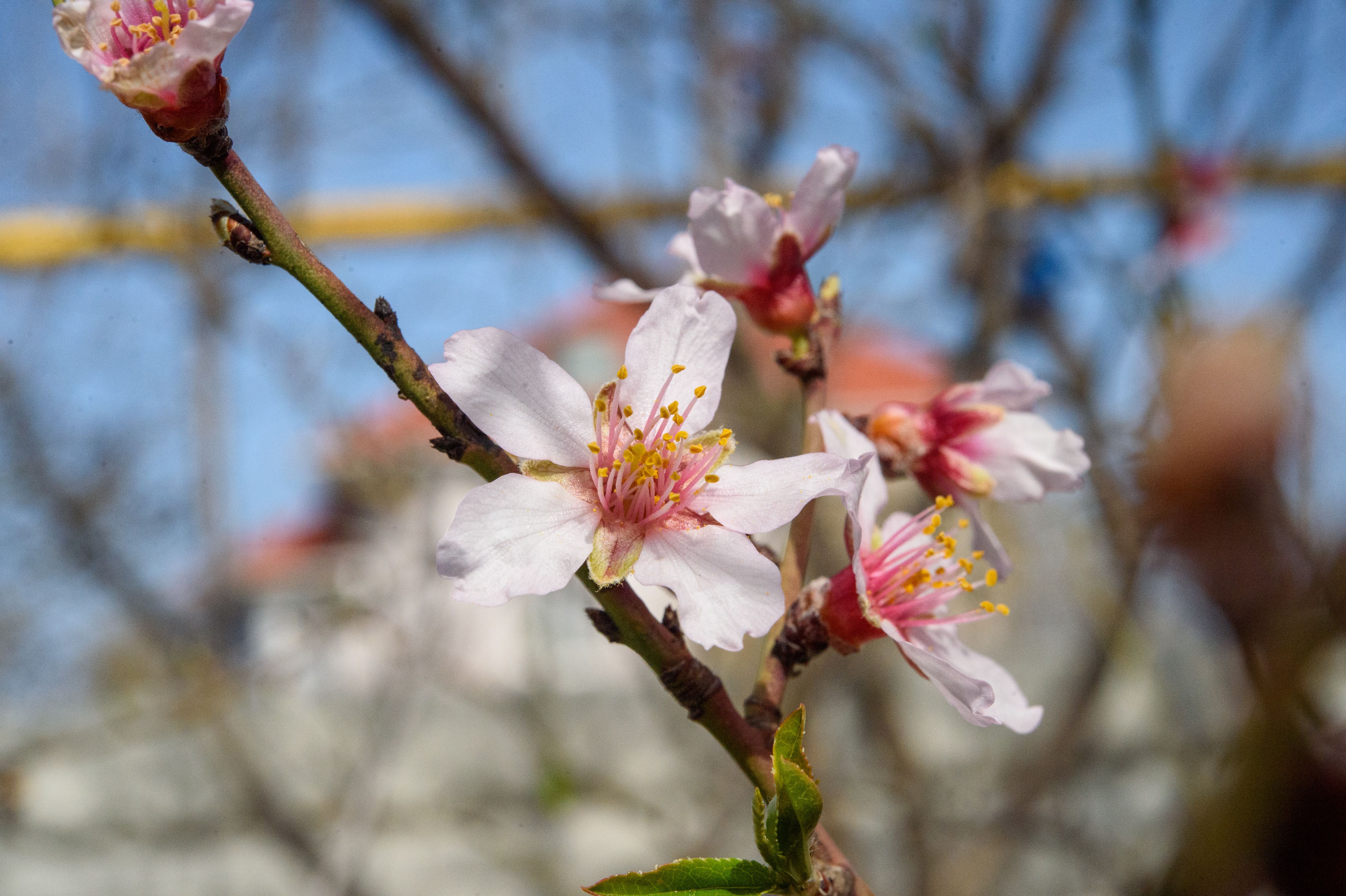 Beautiful close-up of pink peach blossoms on a branch during springtime.