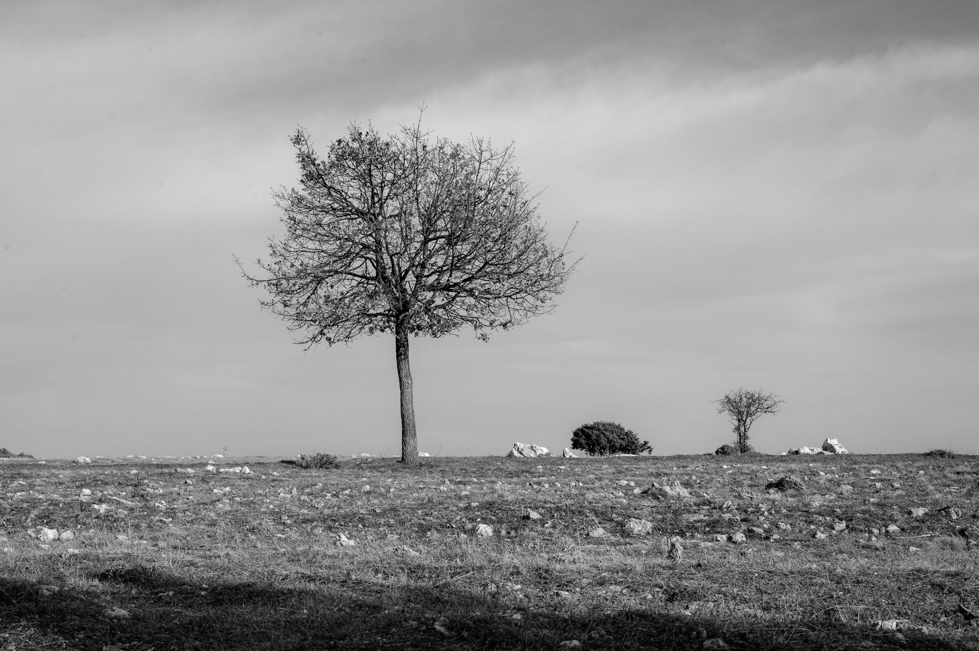 A solitary tree stands in a vast, desolate landscape under a cloudy sky.