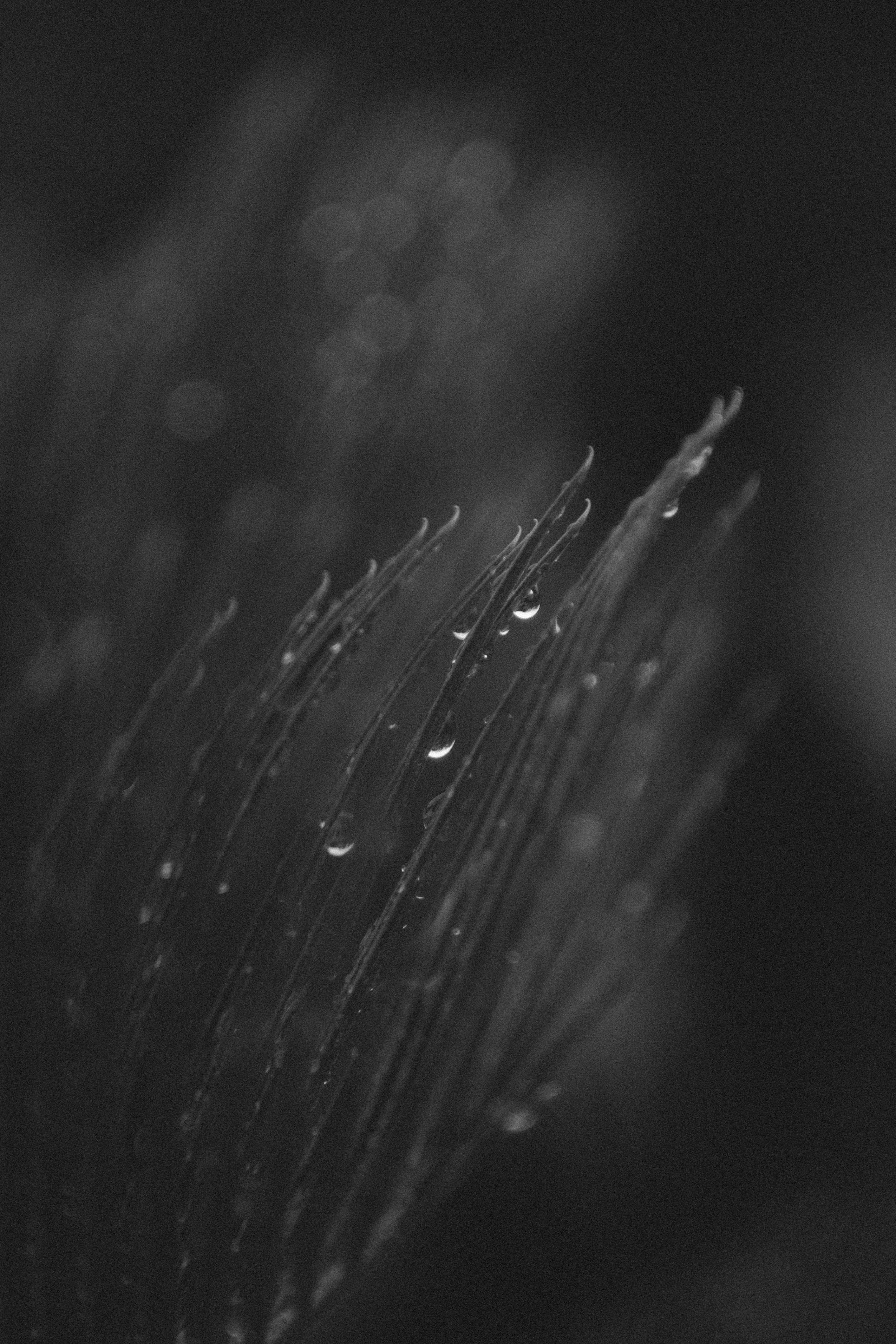 Fotomural Acercamiento de gotas de rocío sobre una pluma en monocromo, destacando la textura delicada.