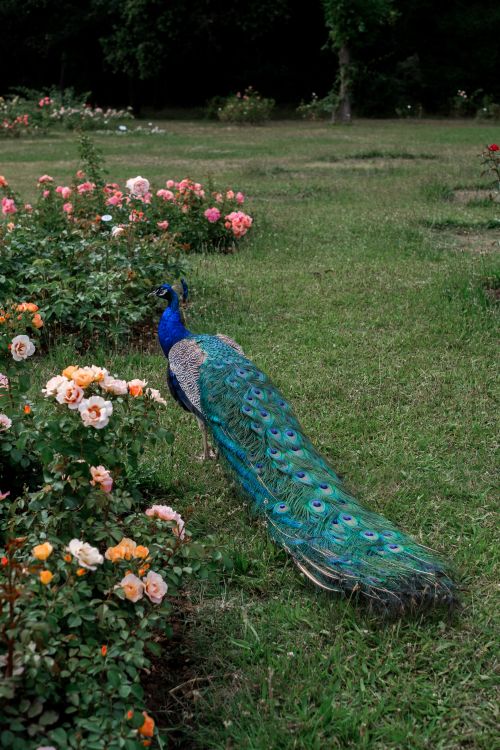 Free A vibrant peacock displaying its feathers beside blooming roses in a lush garden. Stock Photo