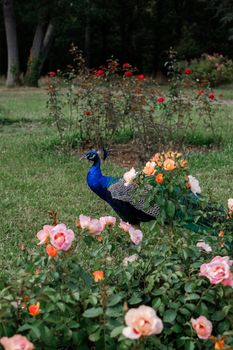 peacock photo