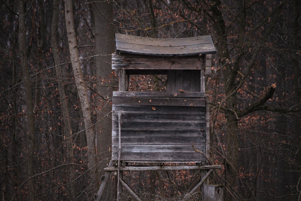 Weathered wooden box stand raised on legs among bare grey poplar trunks in late fall