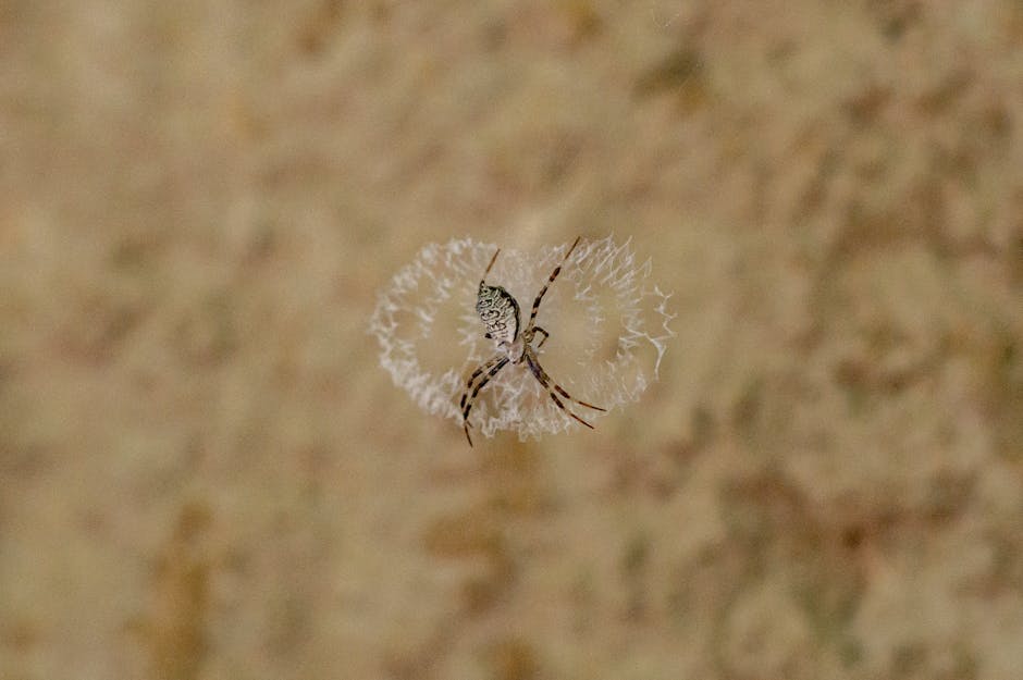 A detailed view of a spider centered in its delicate, intricate web against a blurred background.