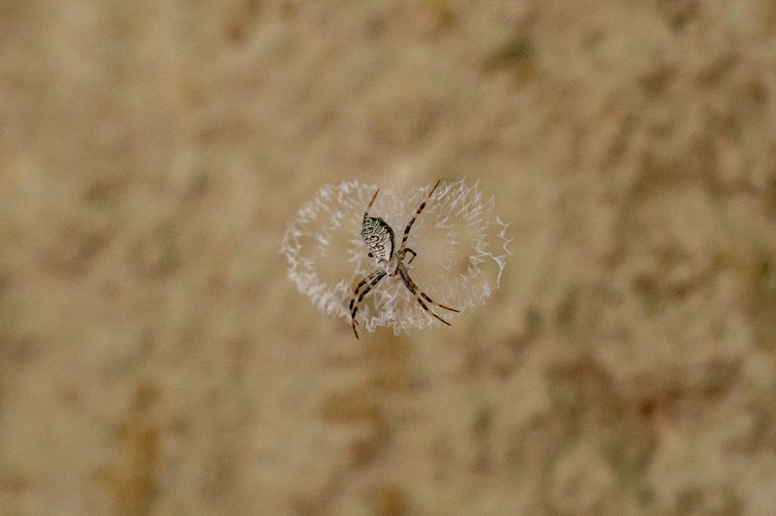 A close-up of a spider at the center of an intricate web