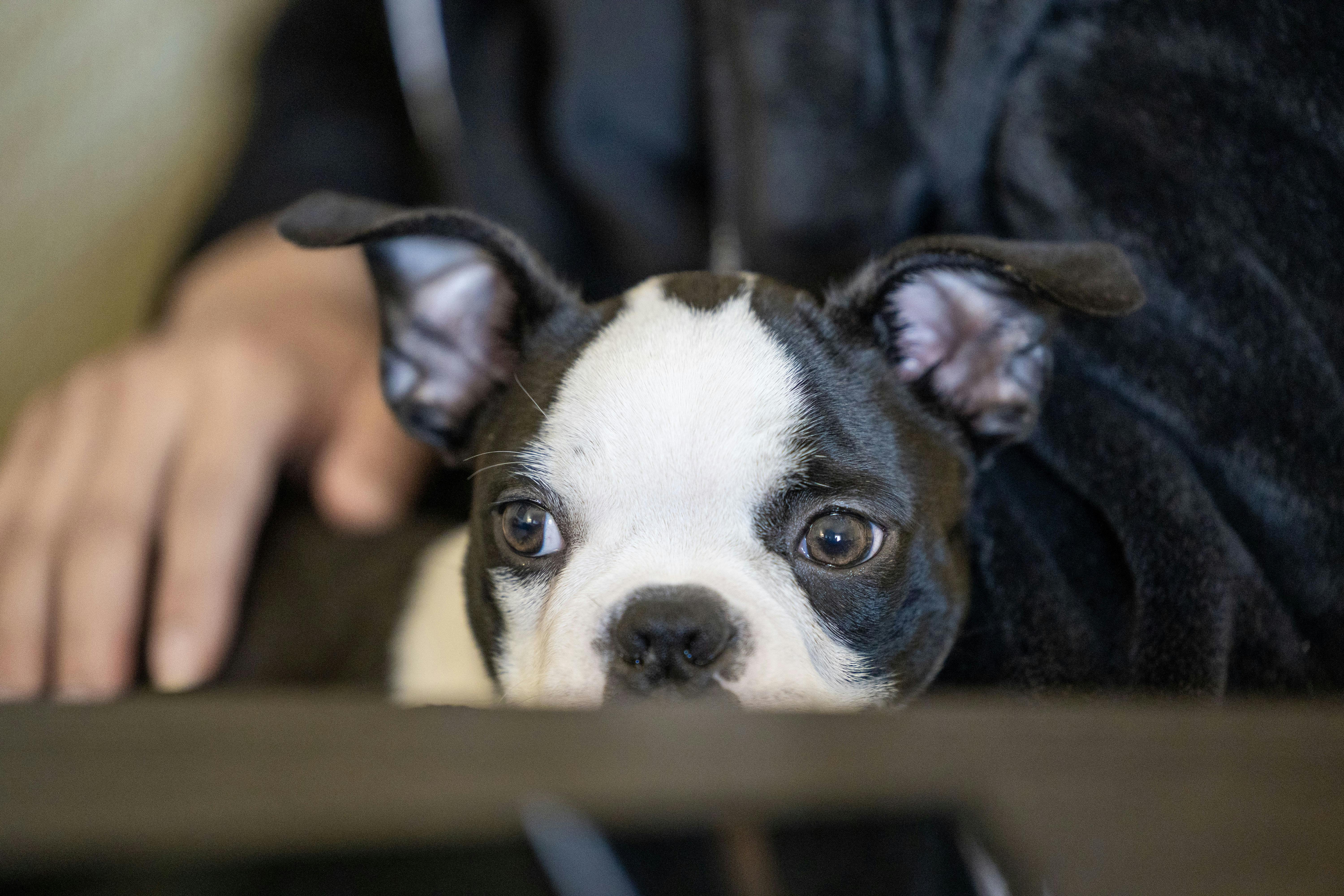 pet care, pet health, pet safety, pet grooming — Photo by Alan han on Pexels