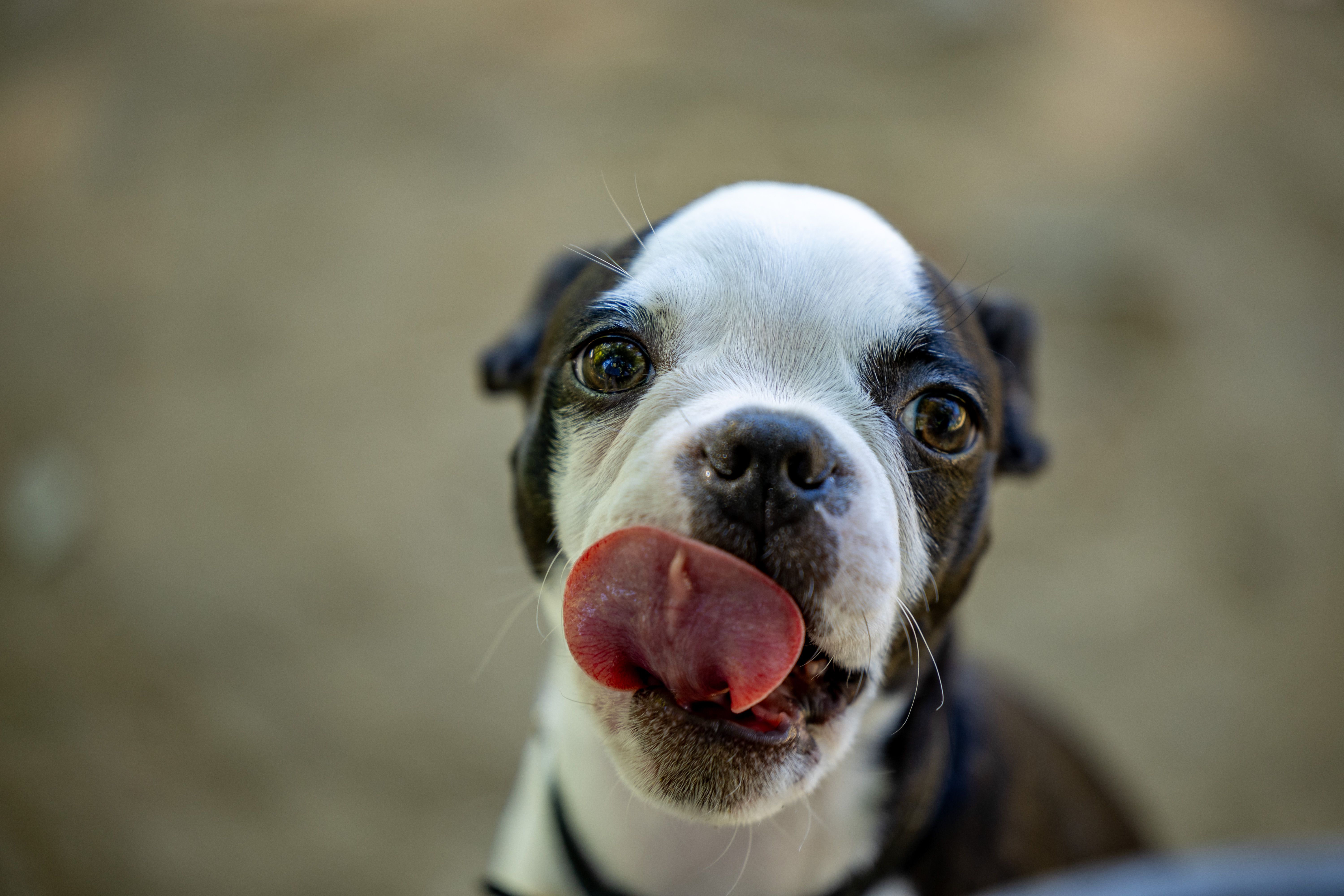 dog licking face