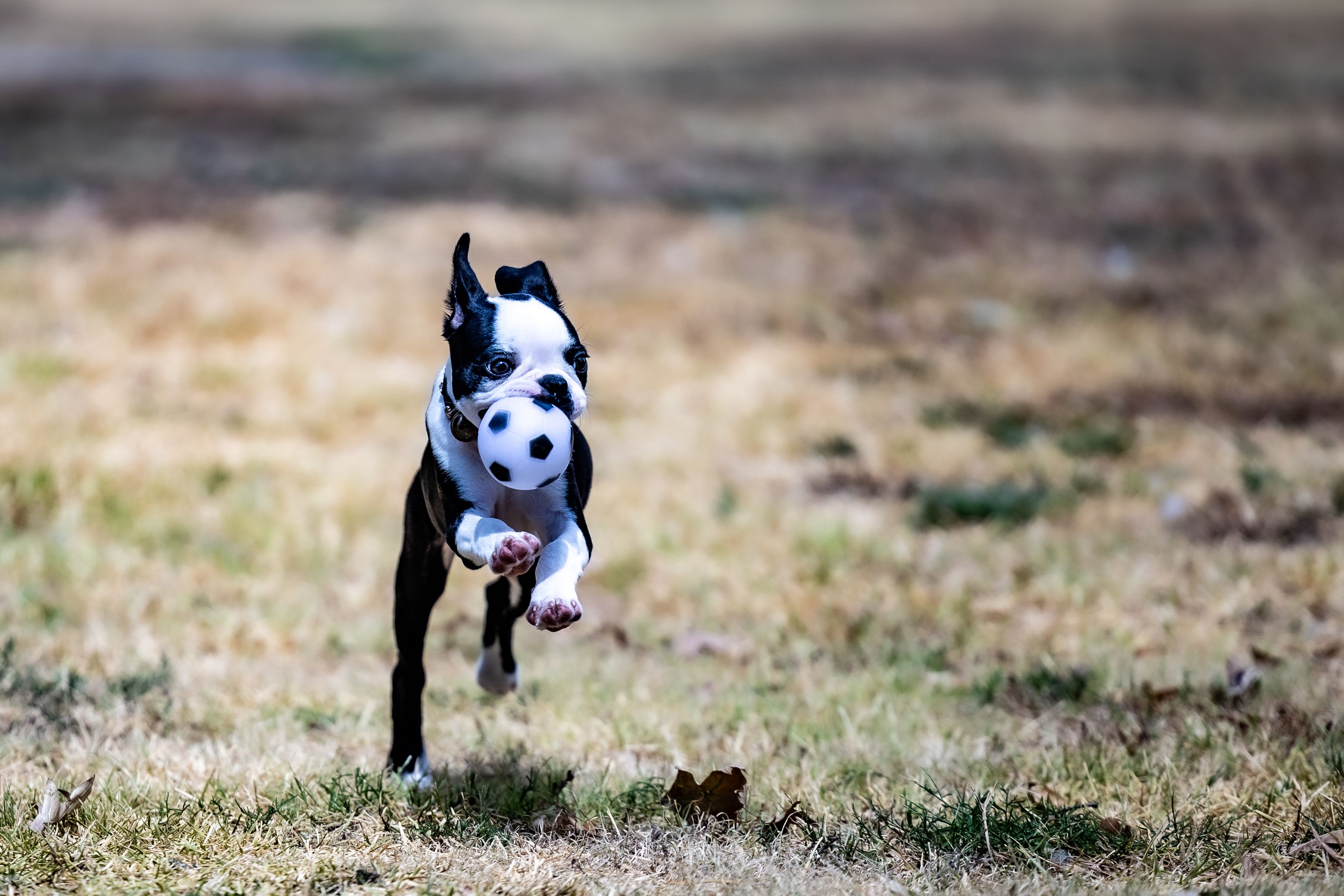 Cane felice che gioca all'aperto