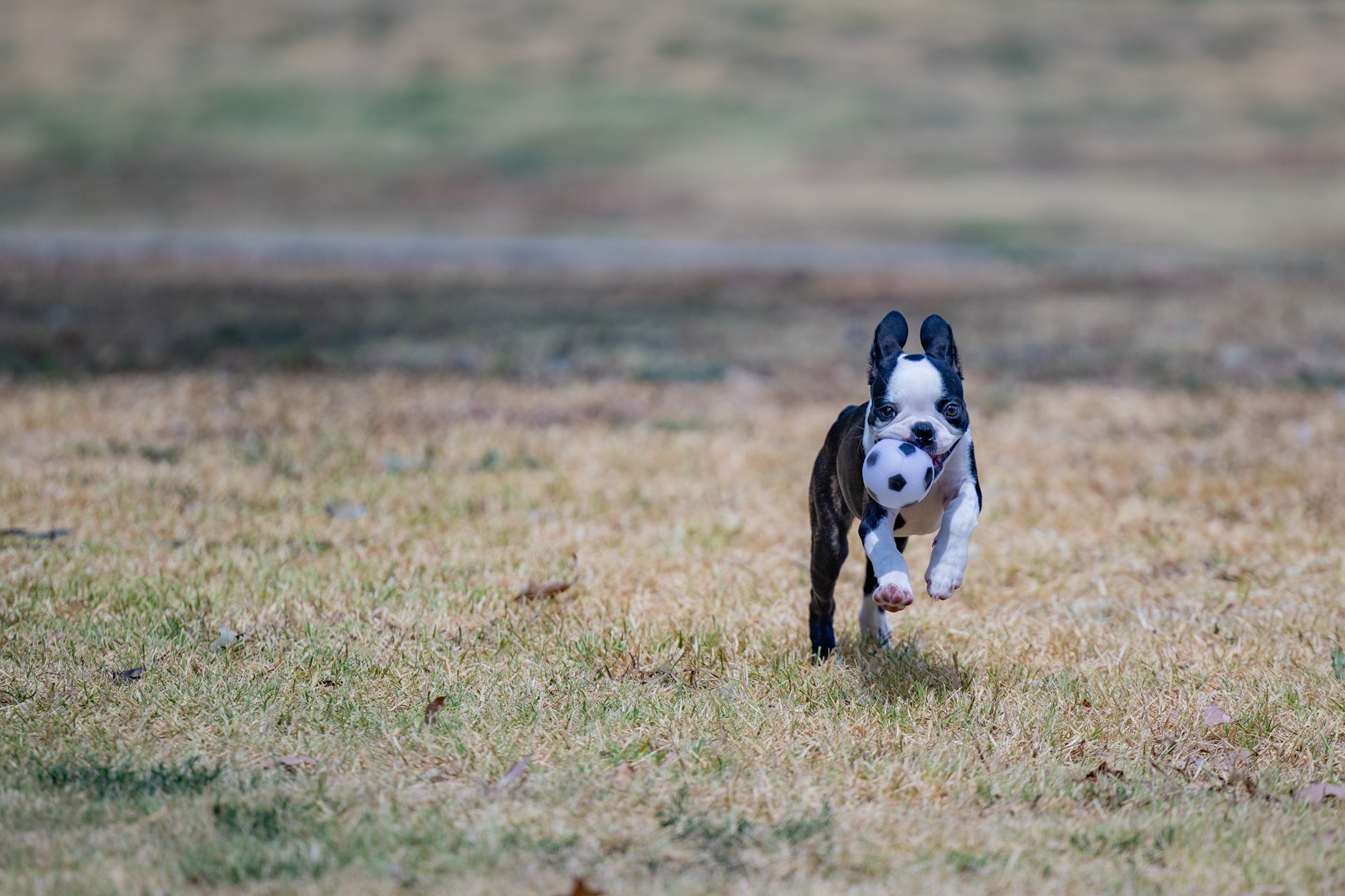 Distinguishing Play from Brachycephalic Struggle