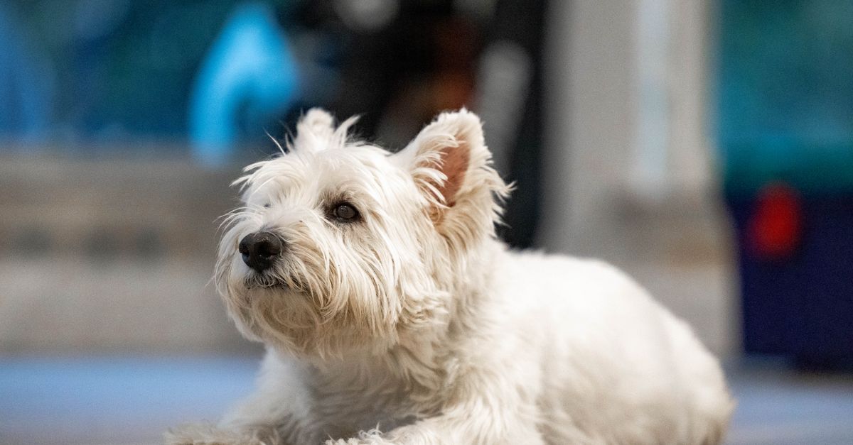 How to Create the Best Pet Zone for Your Furry Friends
