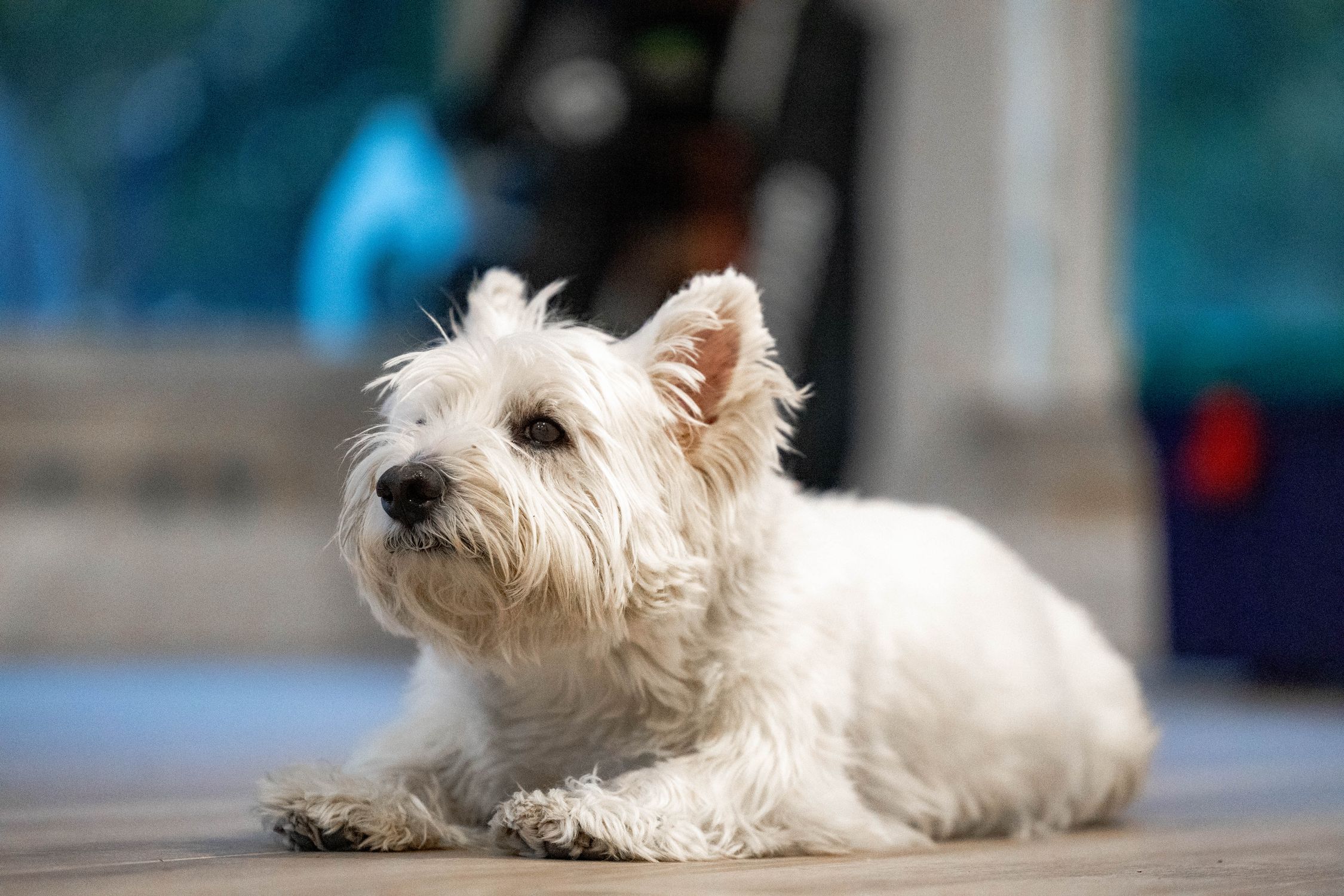 Westie dog lying on a wooden floor, charming and fluffy.