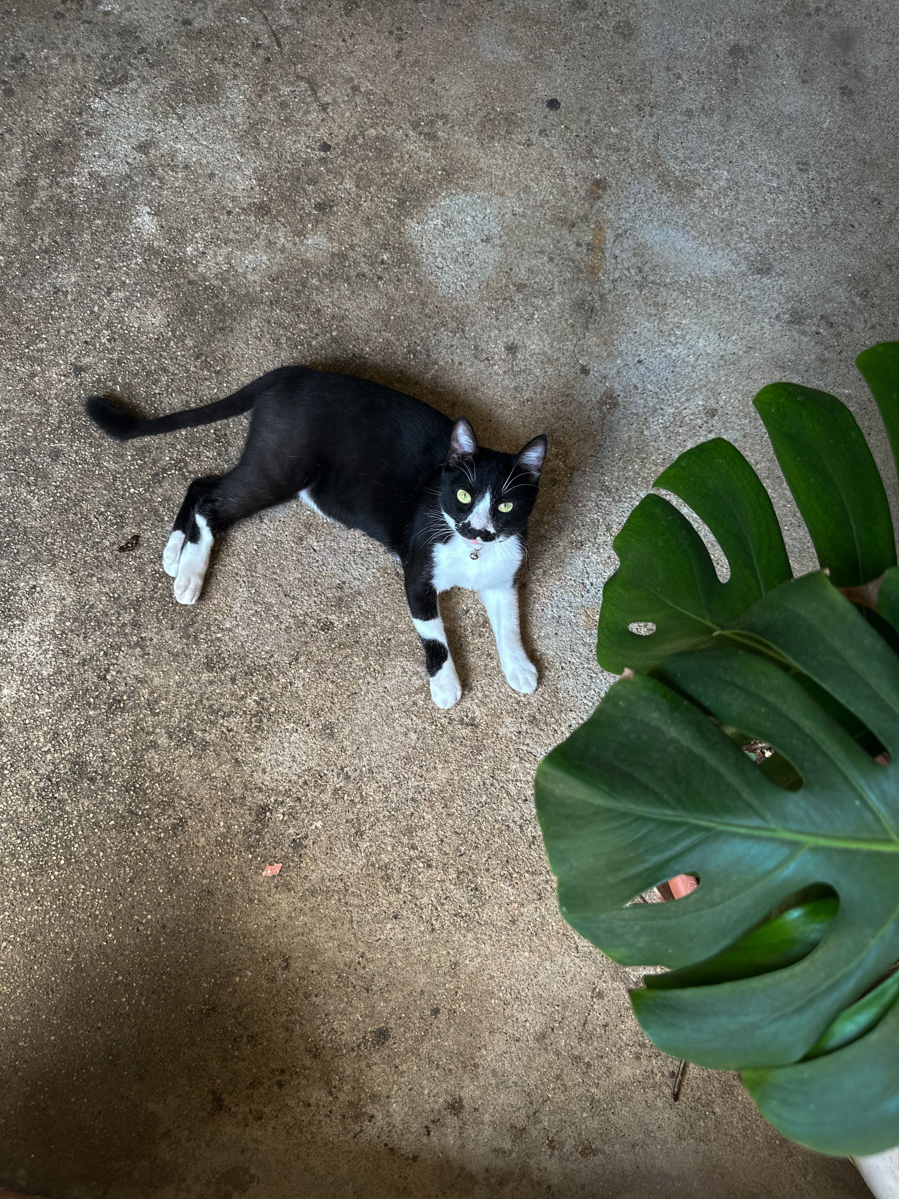 Monstera Cat Photos, Download The BEST Free Monstera Cat Stock Photos & HD  Images