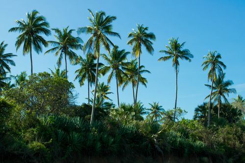 Free Lush tropical palm trees under a clear blue sky on a sunny summer day. Stock Photo