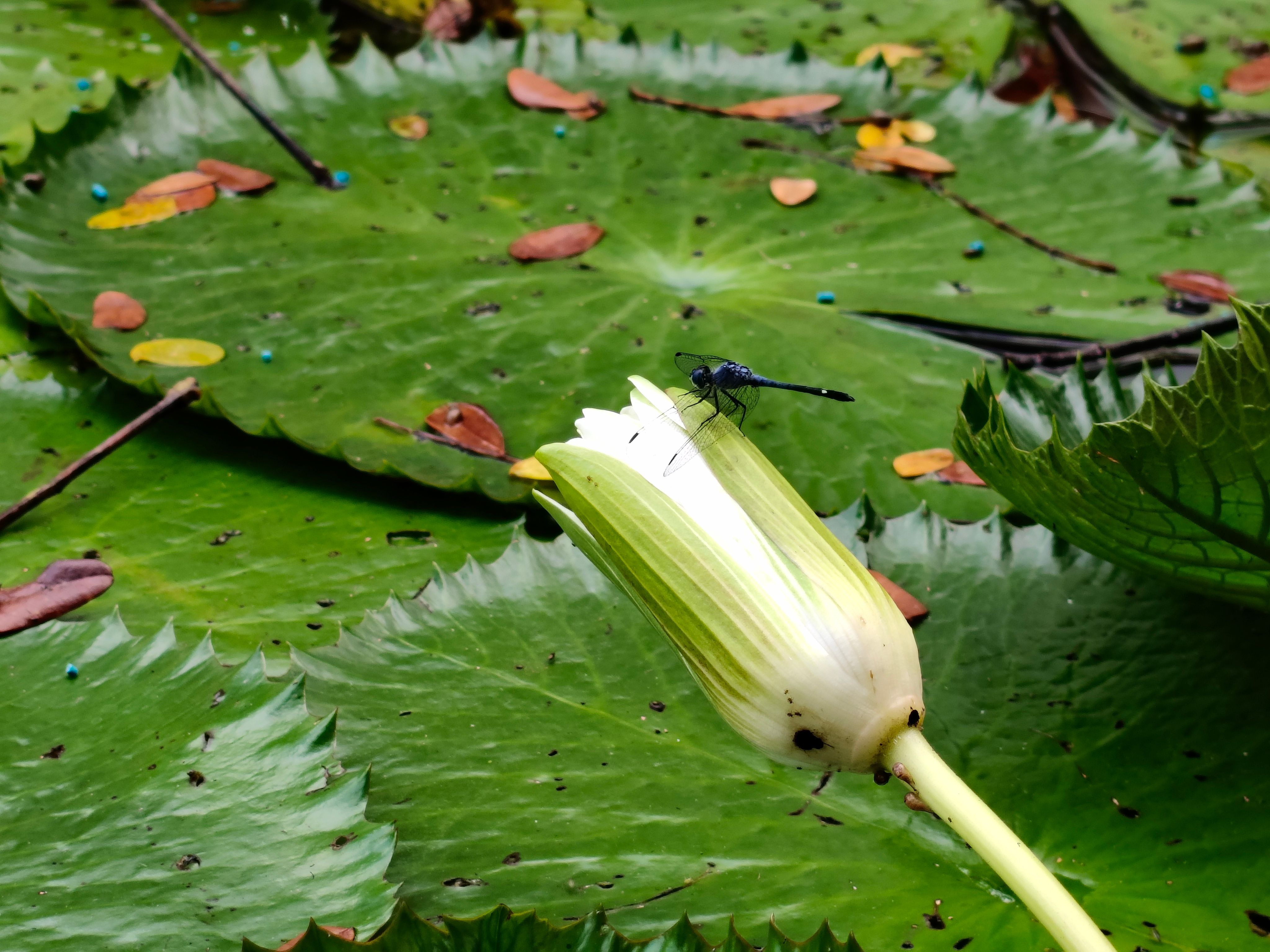 Dragonfly perched on water lily bud in pond · Free Stock Photo