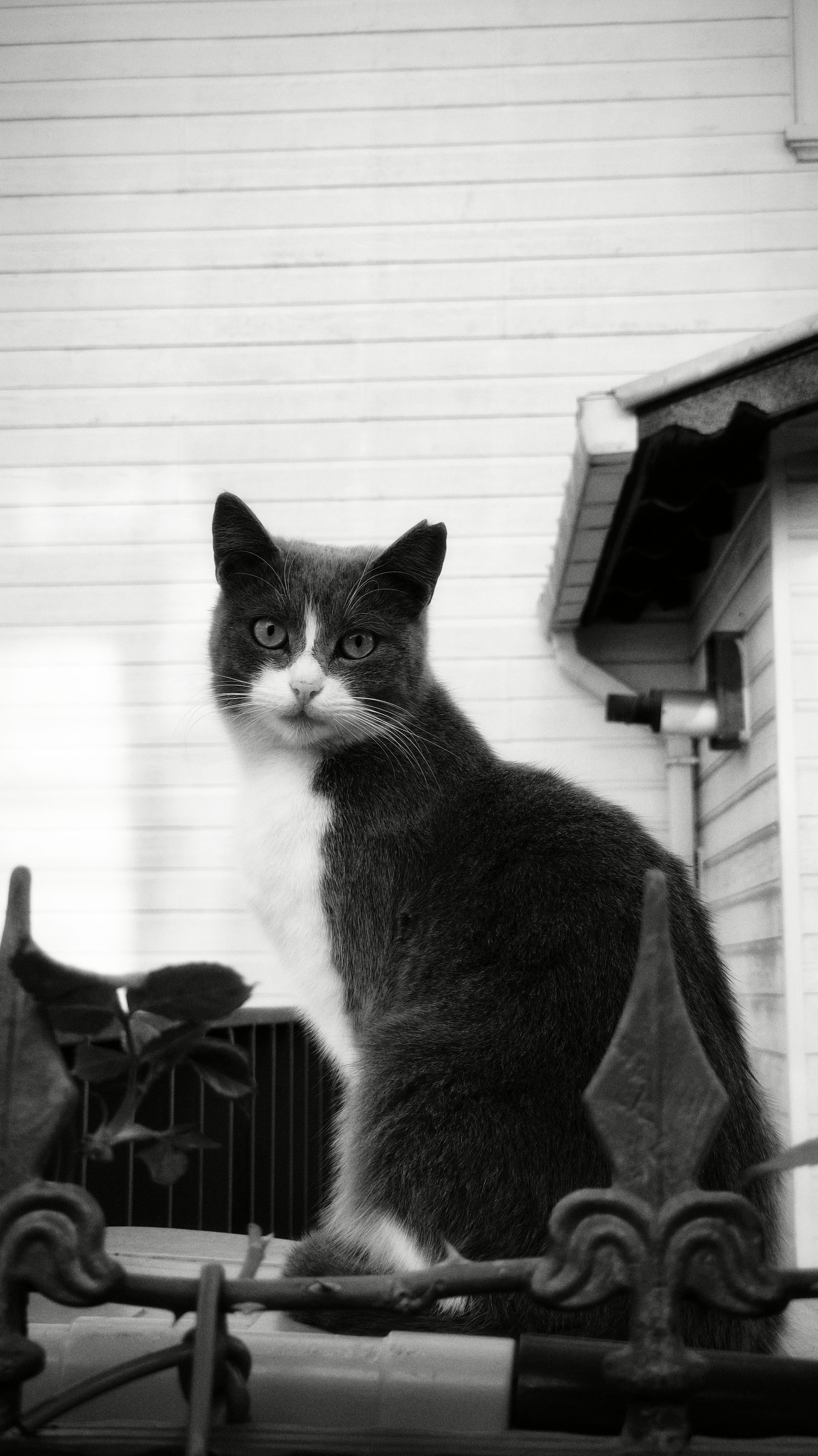 Portrait of a cat on a rooftop in İstanbul, captured in black and white.