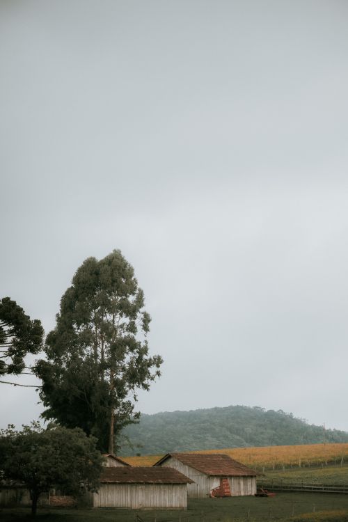 Free A calm rural scene featuring a farmhouse surrounded by trees under an overcast sky. Stock Photo