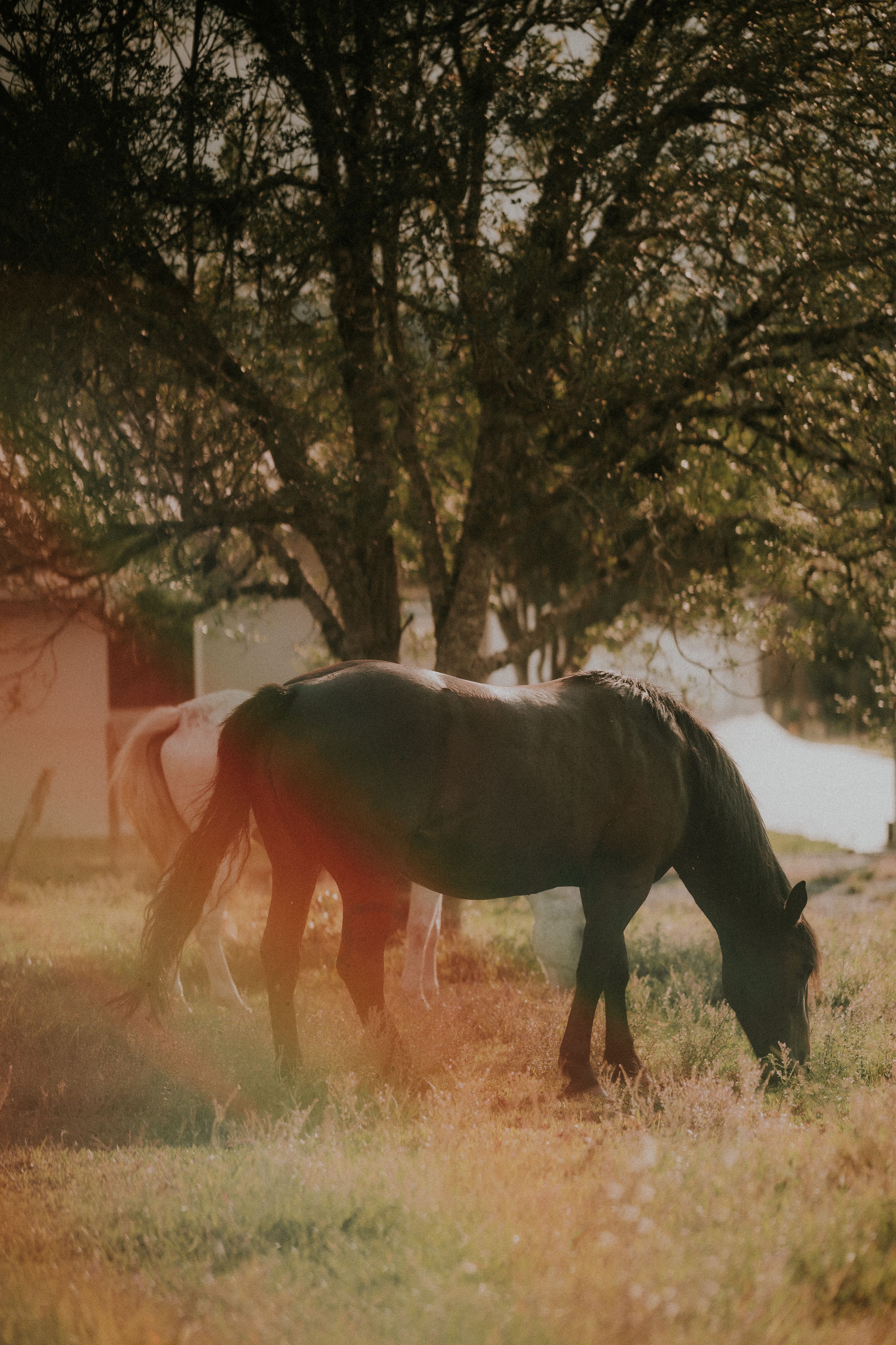 Grazing Horses in a Sunlit Pasture · Free Stock Photo