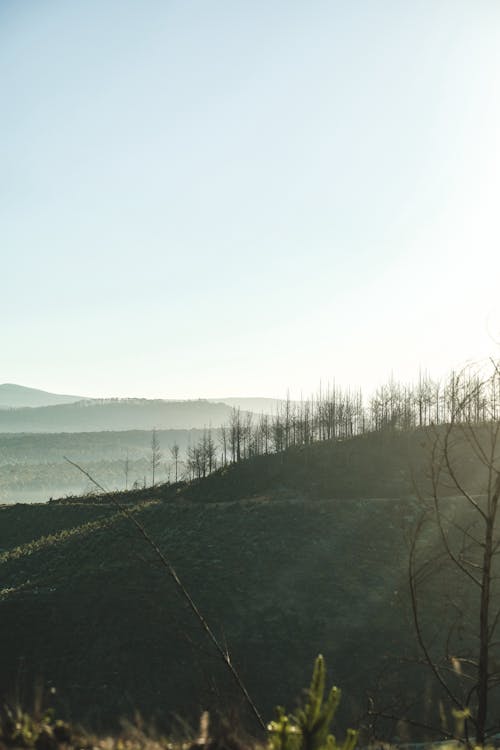 Gratis arkivbilde med fjellskogen, iphone-bakgrunnsbilde, portrettfotografering