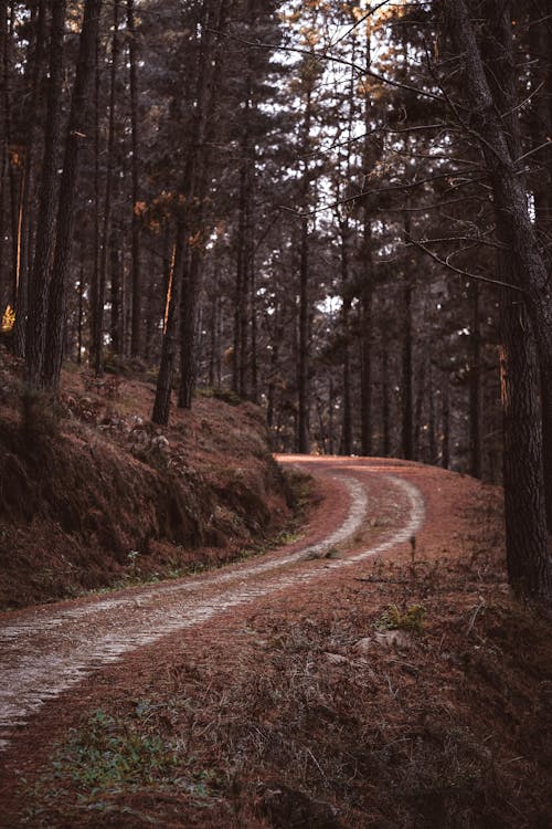 Základová fotografie zdarma na téma denní světlo, hora, horský les