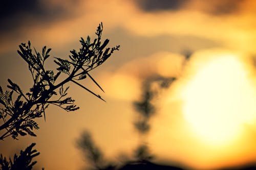 Základová fotografie zdarma na téma lehký, podsvícení, příroda