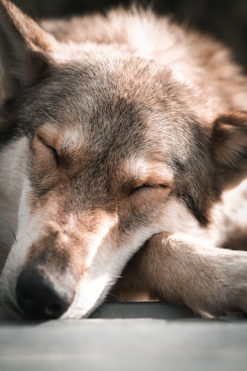 Free Close-up Photograhhy of a Dog Stock Photo