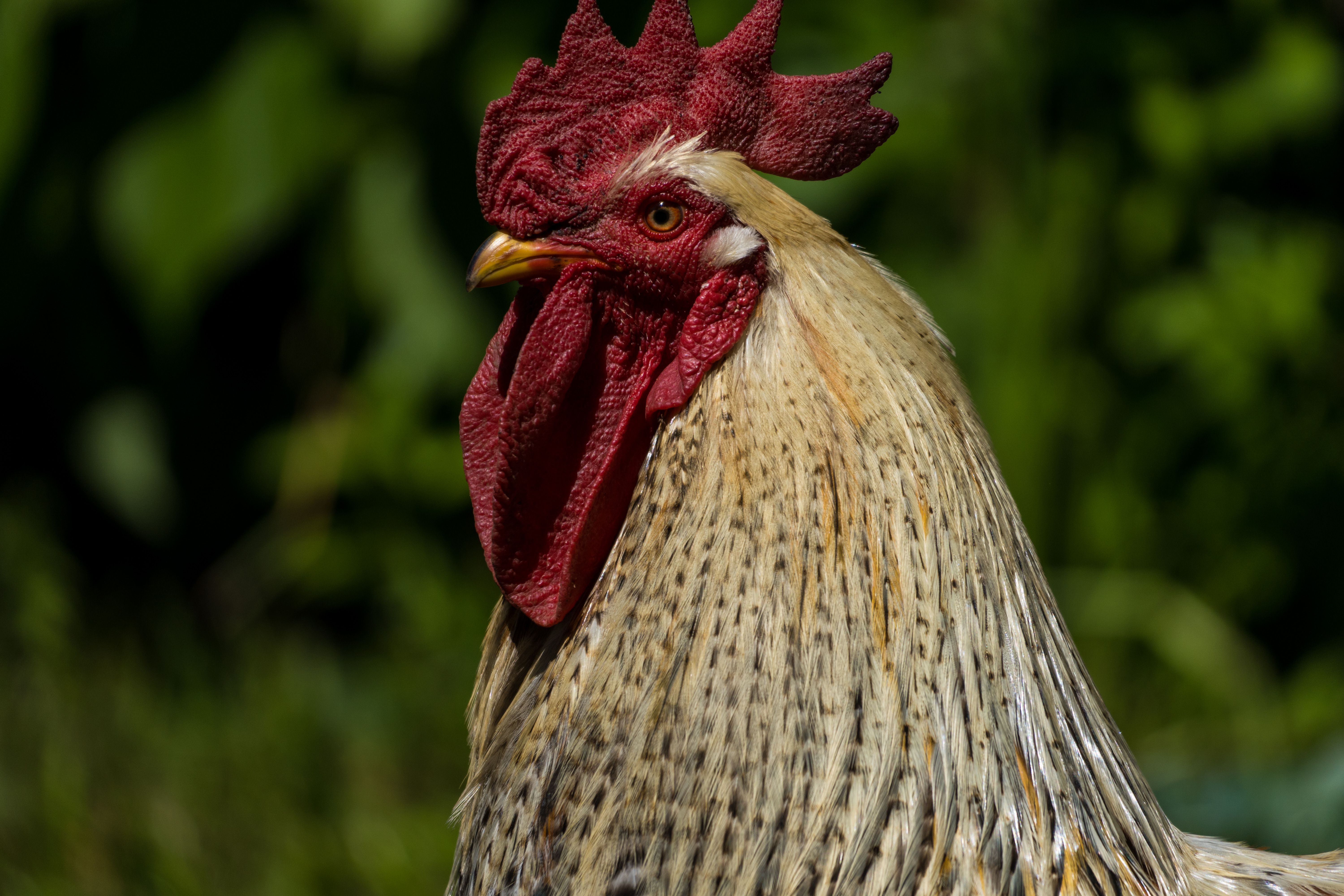 pollo de corral airfryer tiempo