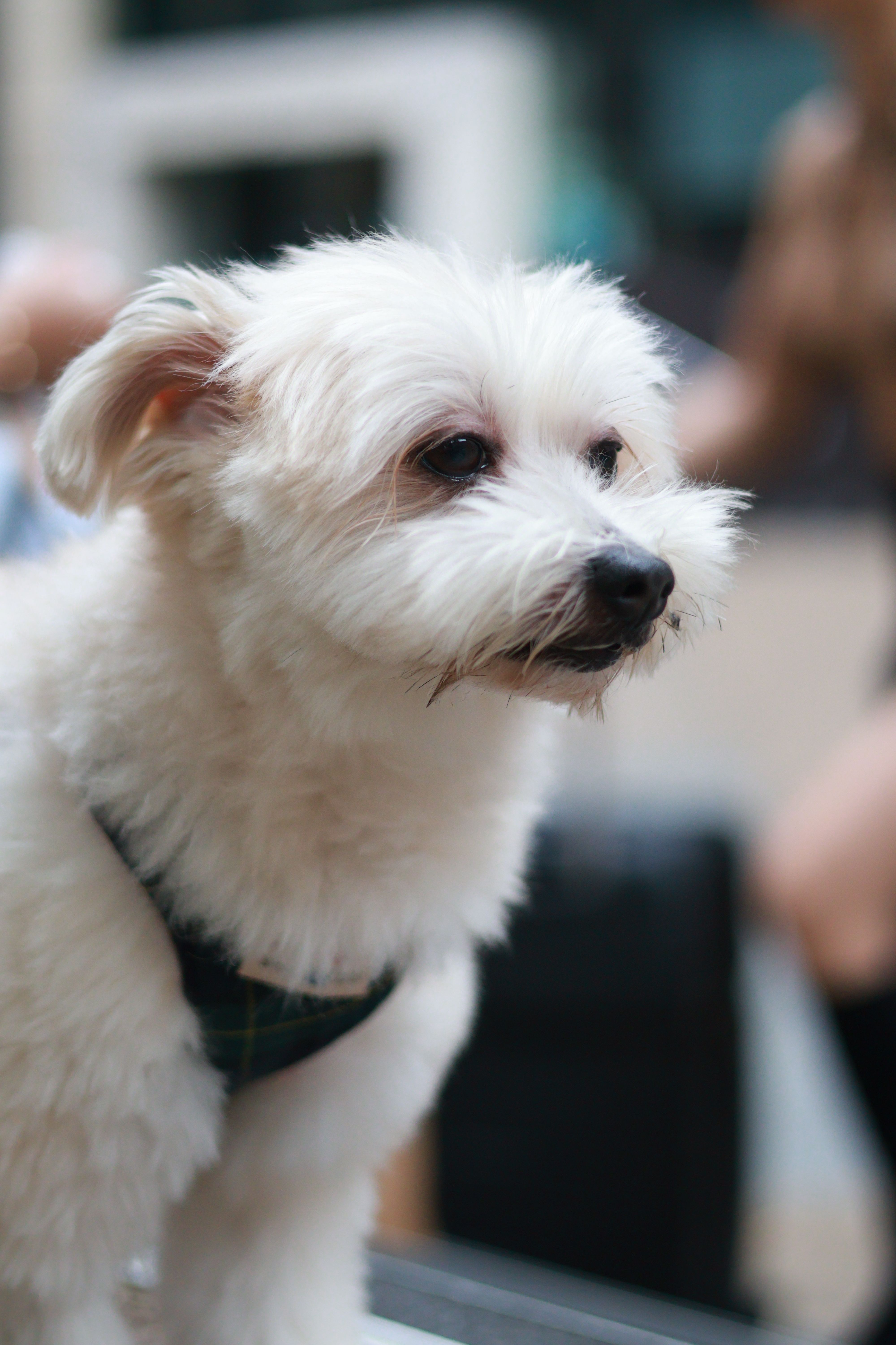Mignon chien blanc duveteux en plein air
