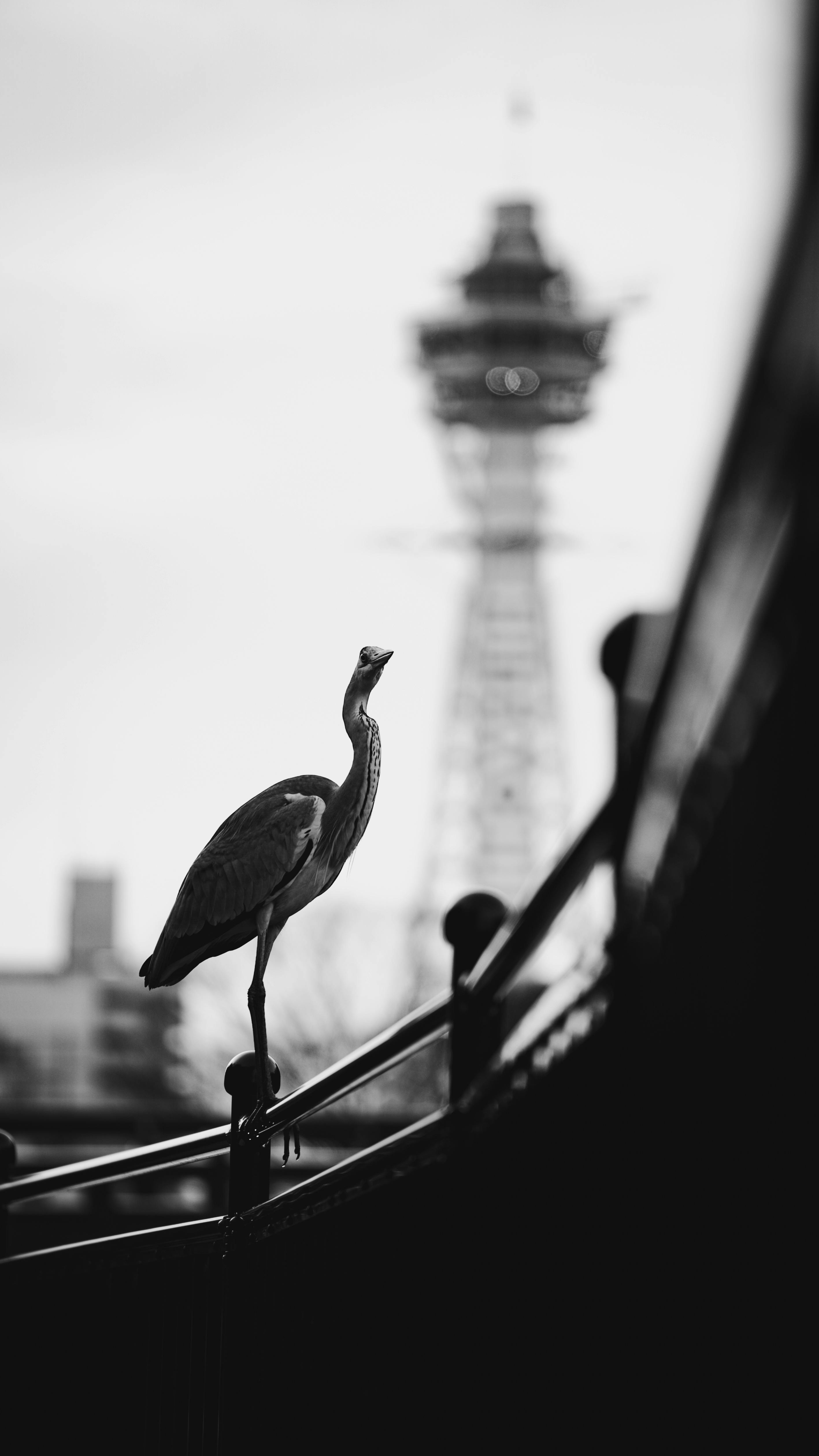 Black and white image of a heron perched with a city tower in the background.