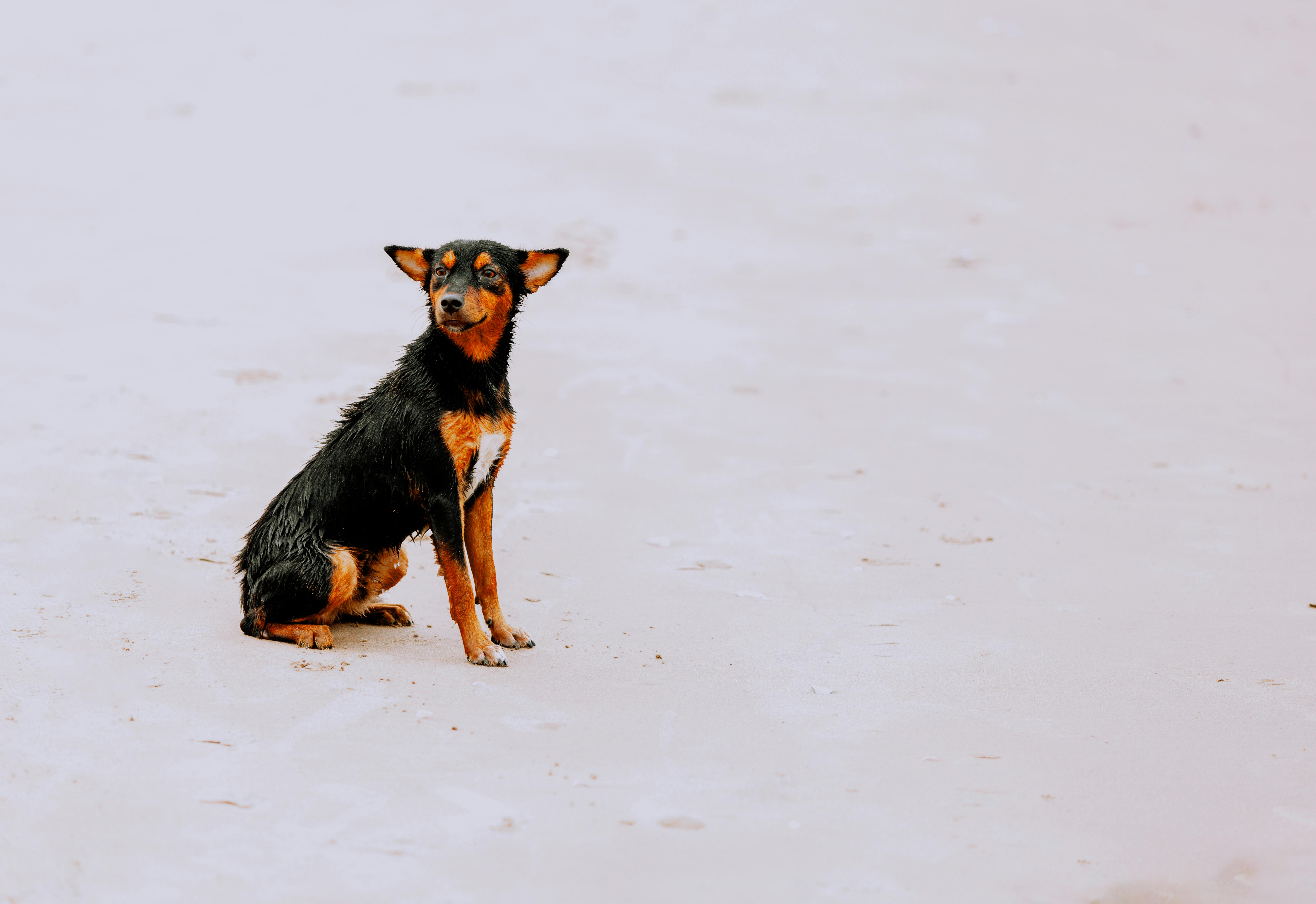 Free stock photo of alone, animal portrait, beach