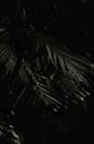 Moody Close-up of Palm Leaves in Darkness