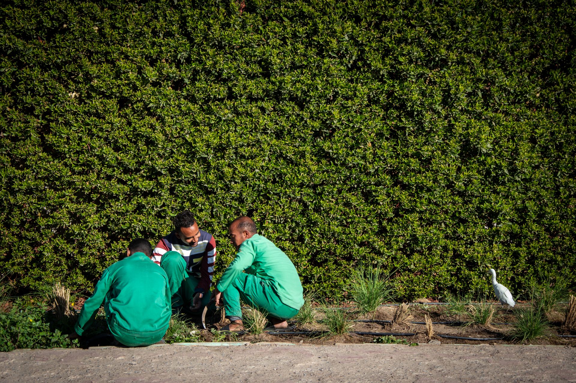 Three gardeners in green uniforms working by a lush hedge with a white bird nearby.