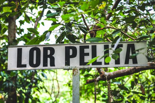 Close-up of LOR PELITA street sign amidst lush green leaves.