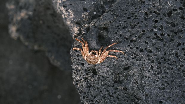 Detailed view of a crab perched on rugged volcanic rock, showcasing texture and contrast.