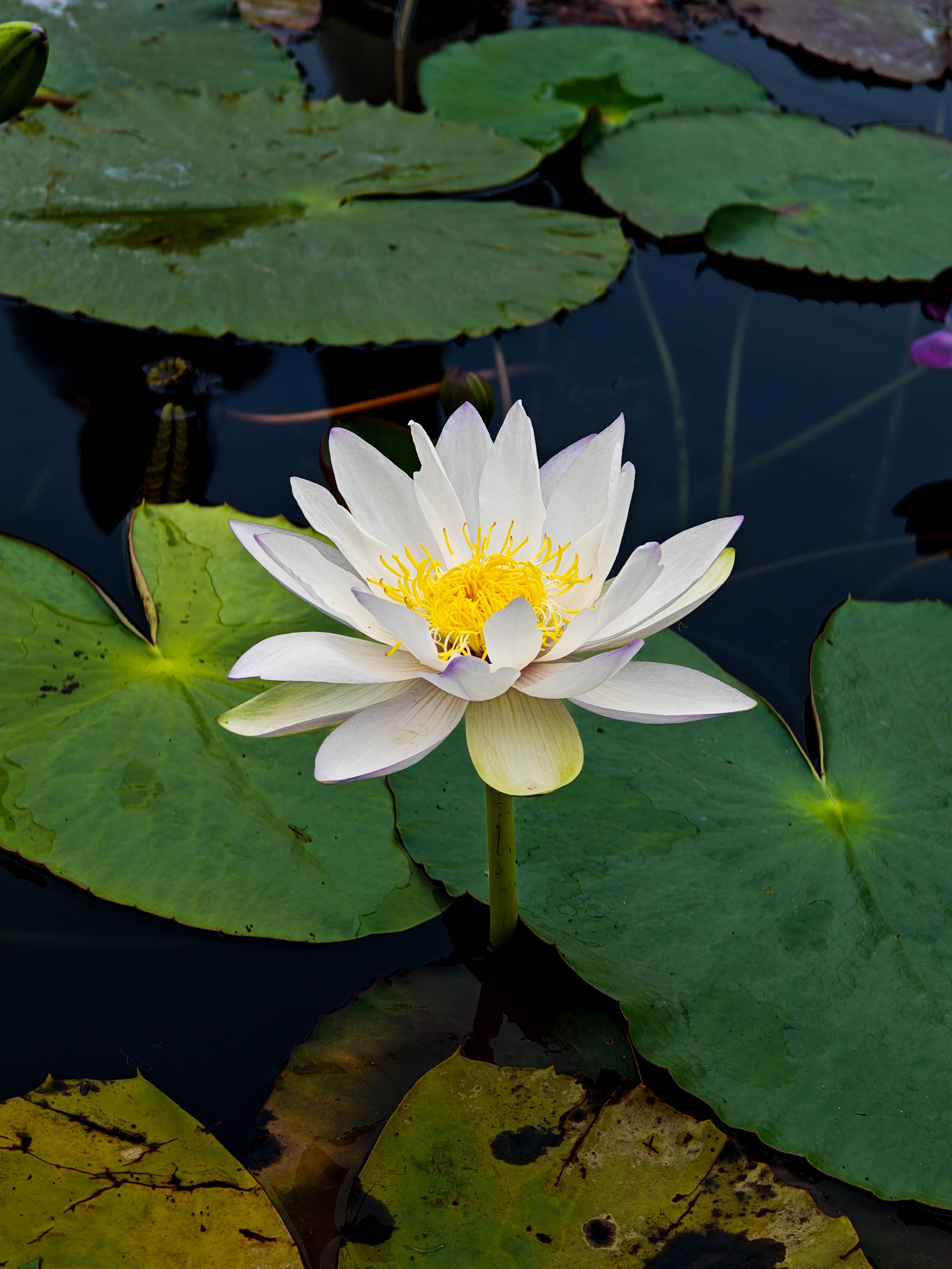 Beautiful White Water Lily Blooming on a Pond · Free Stock Photo