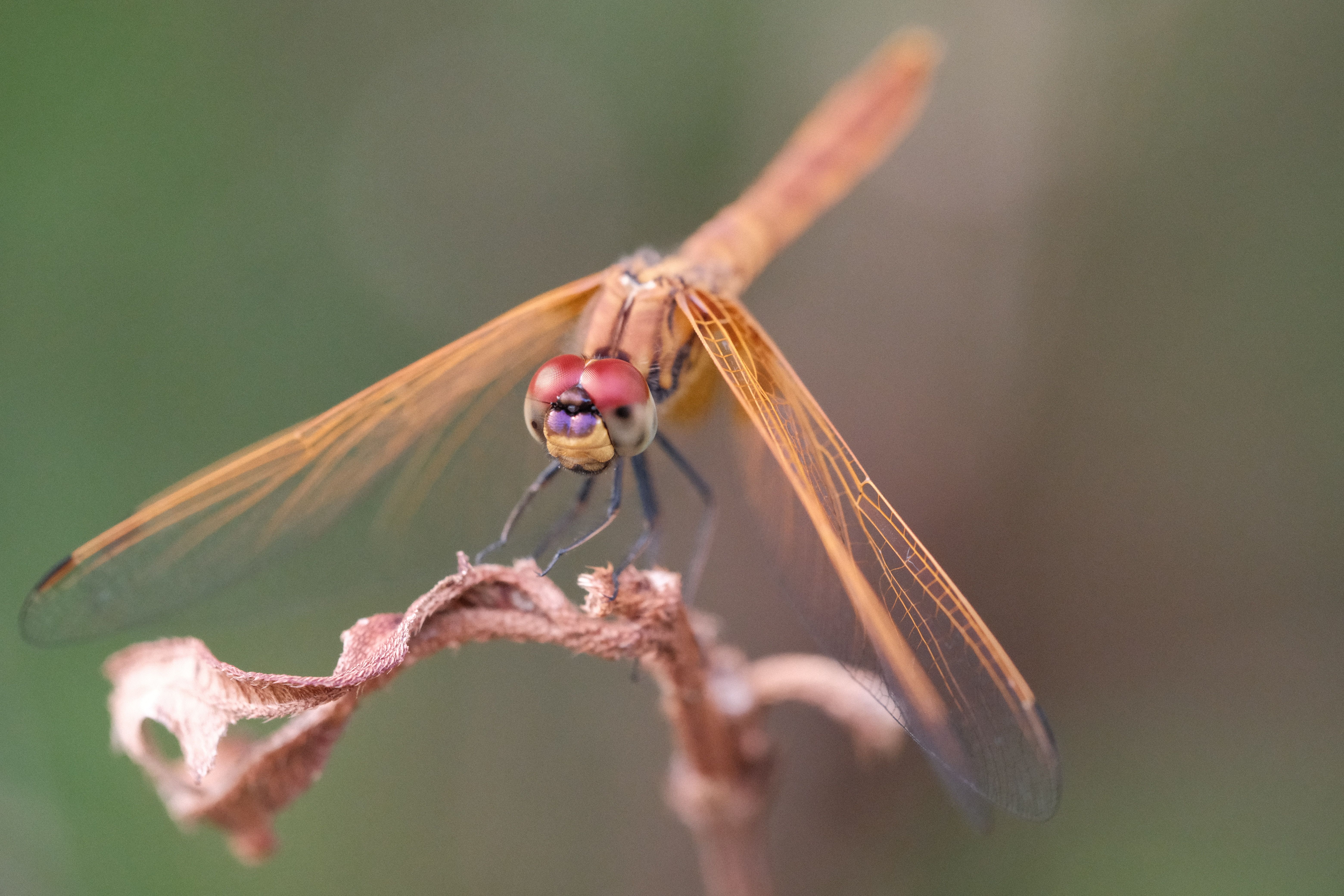 Close-up of Dragonfly on Dry Plant · Free Stock Photo