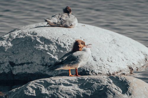 Free Two Common Mergansers resting on a sunlit rock by the water, showcasing their distinctive plumage. Stock Photo