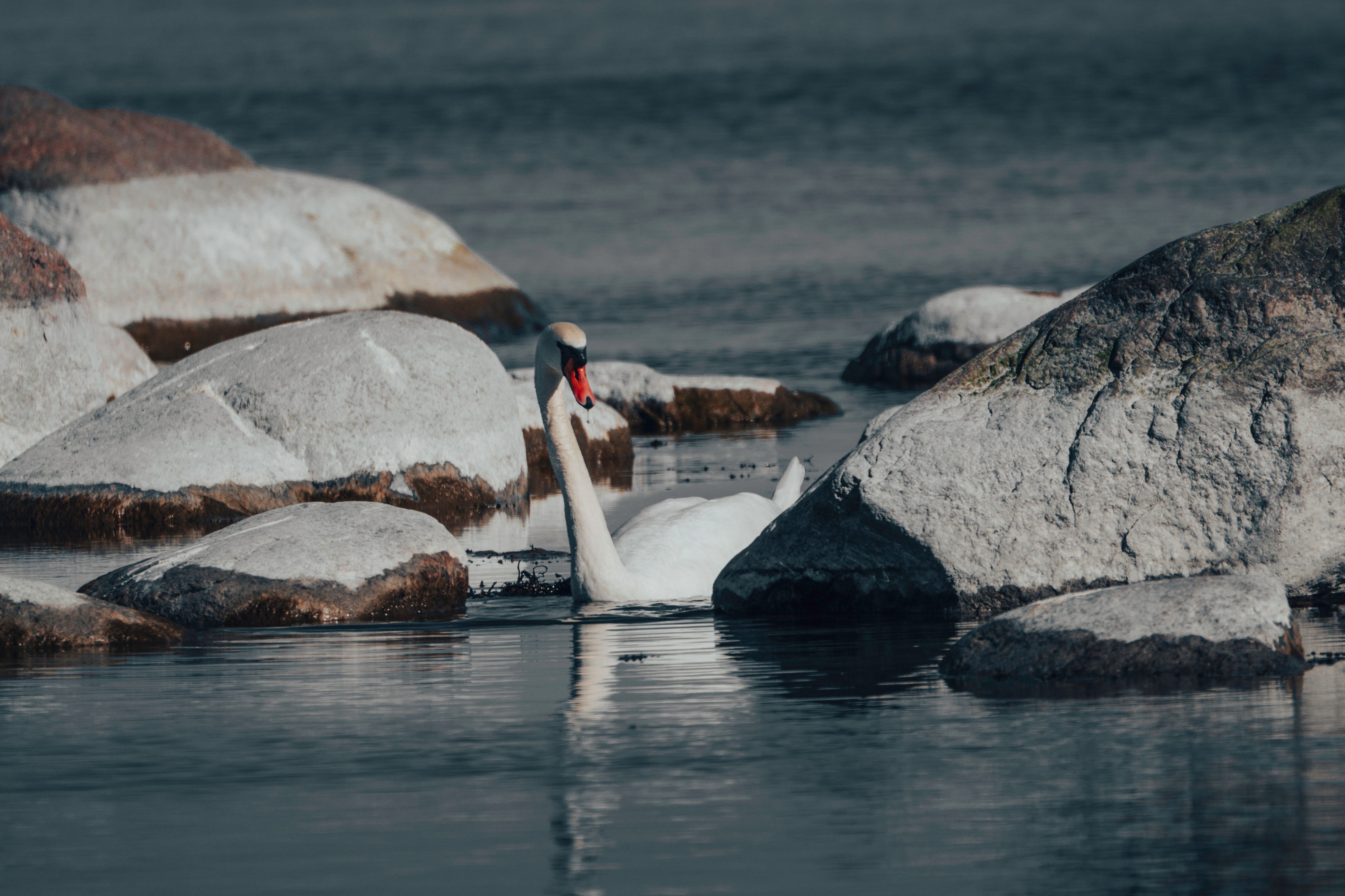 Swan Swimming Among Large Rocks in Estonia · Free Stock Photo