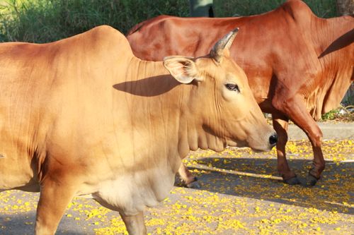 Free Two brown cows enjoy a sunny day while grazing on a street covered with yellow flowers. Stock Photo