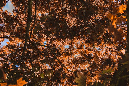 Free stock photo of aesthetic, autumn, autumn leaves