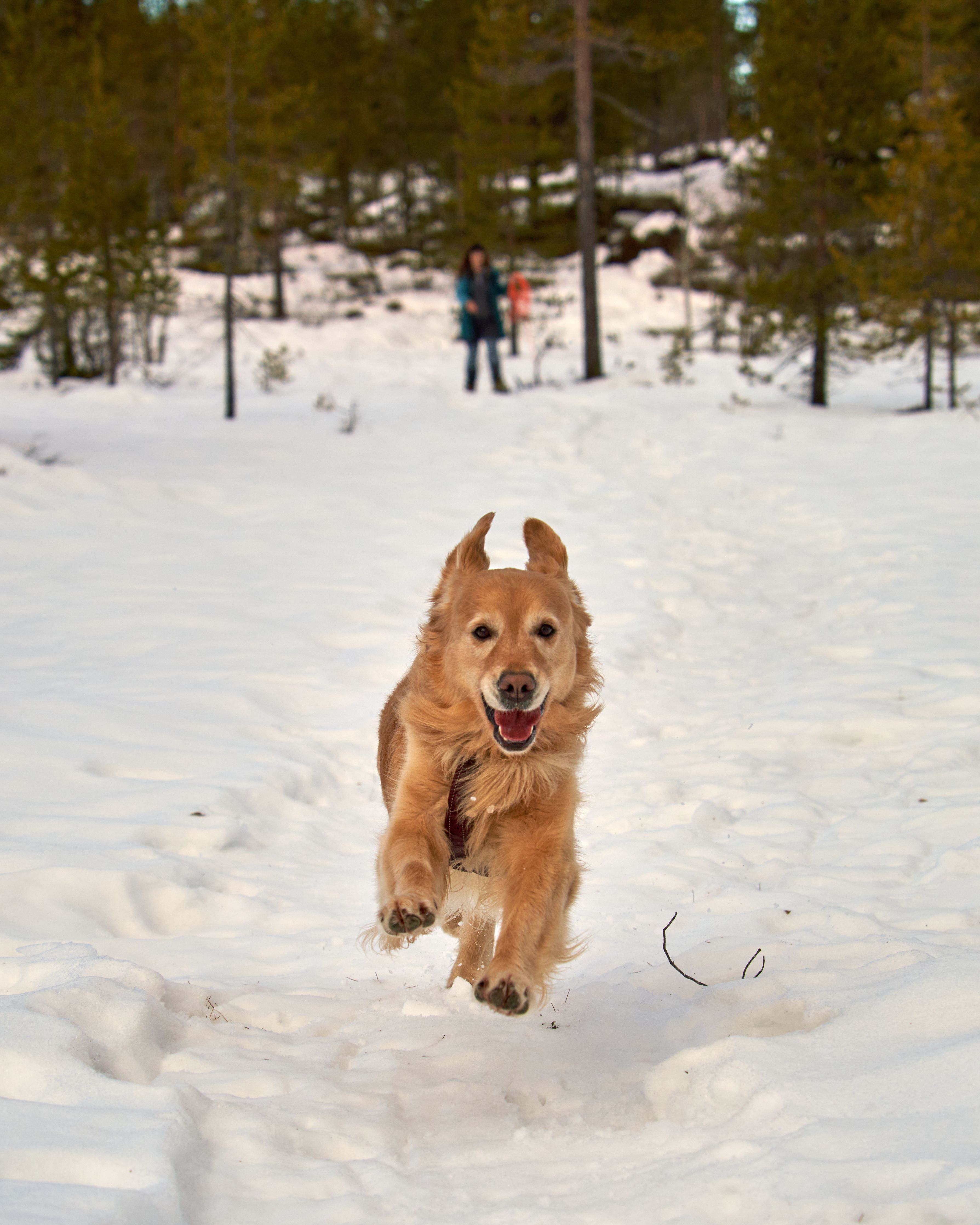 Golden Retriever Running Joyfully in Snowy Forest · Free Stock Photo