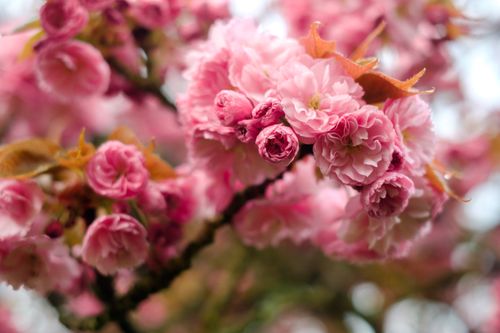 Free Detailed view of pink cherry blossoms, showcasing spring beauty. Stock Photo