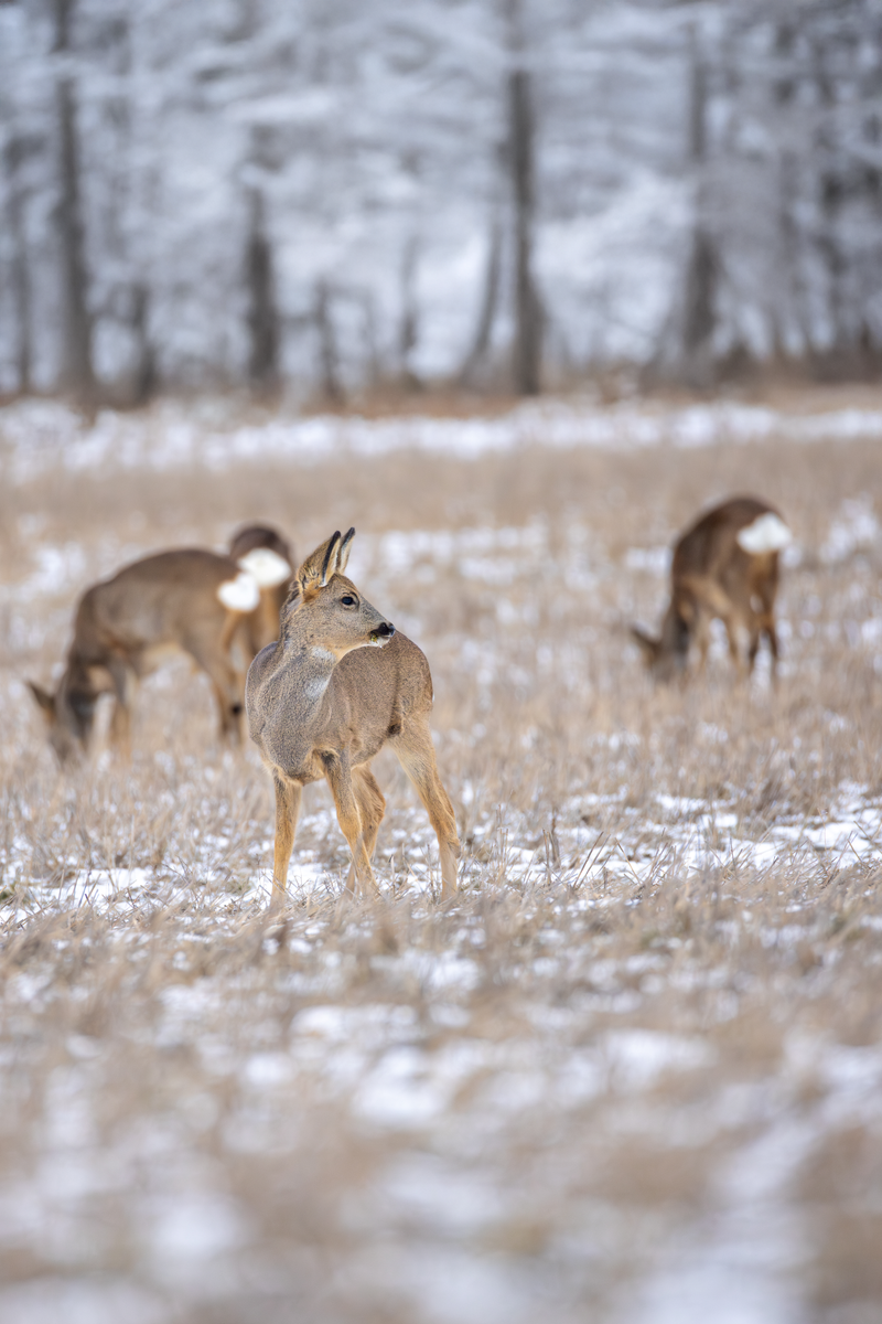 Roe deer grazing in a snowy field near Helsinki, Finland.