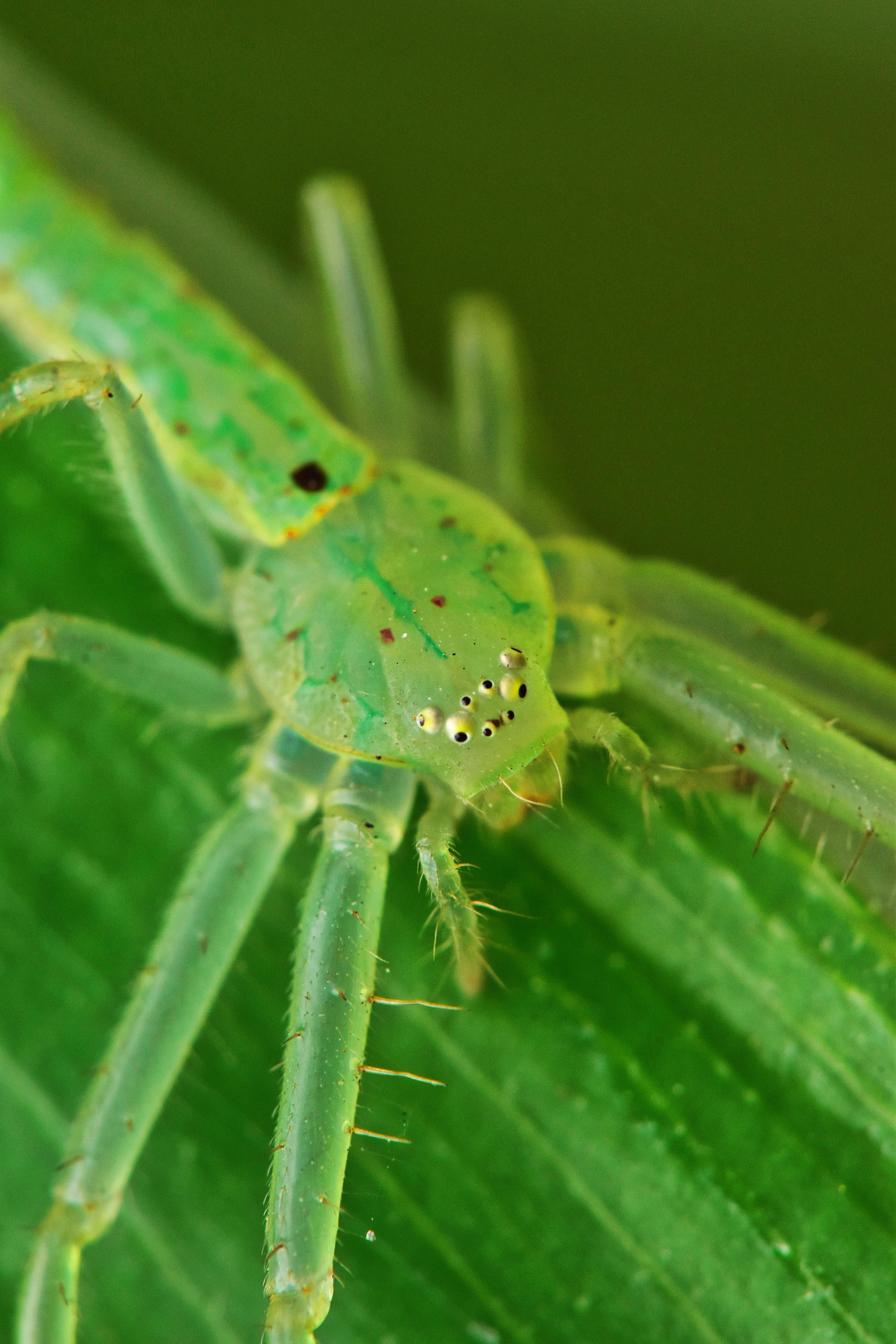 Green Crab Spider Camouflaged on Leaf · Free Stock Photo