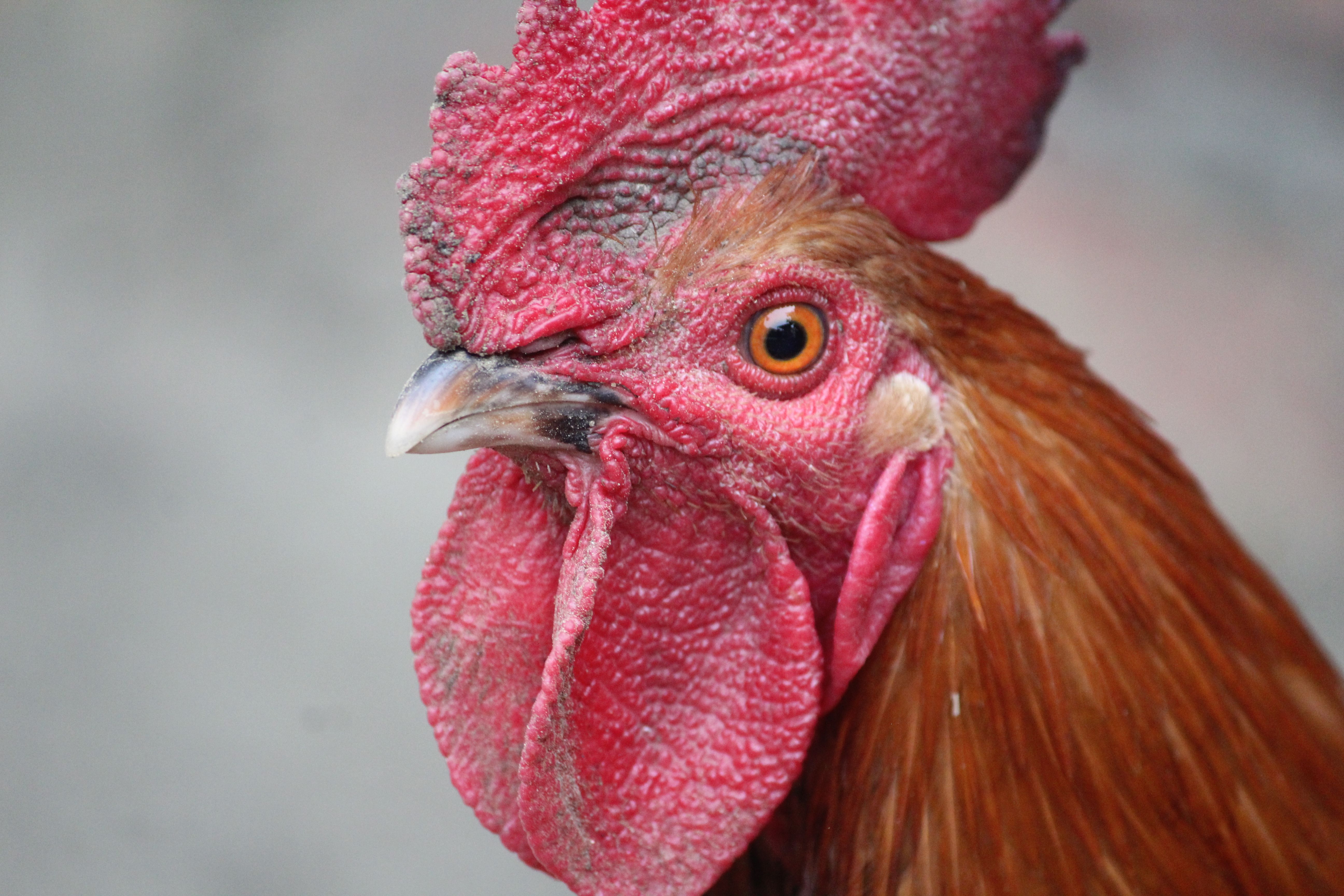 Close-up Portrait of a Red Rooster Profile · Free Stock Photo